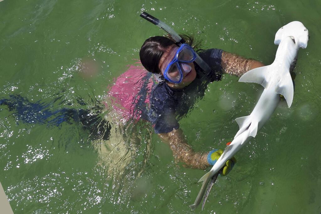 In this Sept. 2016, photo provided by the University of California Irvine, UC Irvine grad student, Samantha Leigh handles a bonnethead shark in Irvine, Calif. Bonnethead sharks not only eat grass while chomping fish and squid, they also digest the plant and gain nutrition from it, scientists at the University of California, Irvine announced Wednesday, Sept. 5, 2018. Leigh, who headed the four-year study at UCI's School of Biological Sciences, said she hopes the discovery will help protect seagrass ecosystems that are at risk from climate change. (Yannis P. Papstamatiou/University of California Irvine via AP)