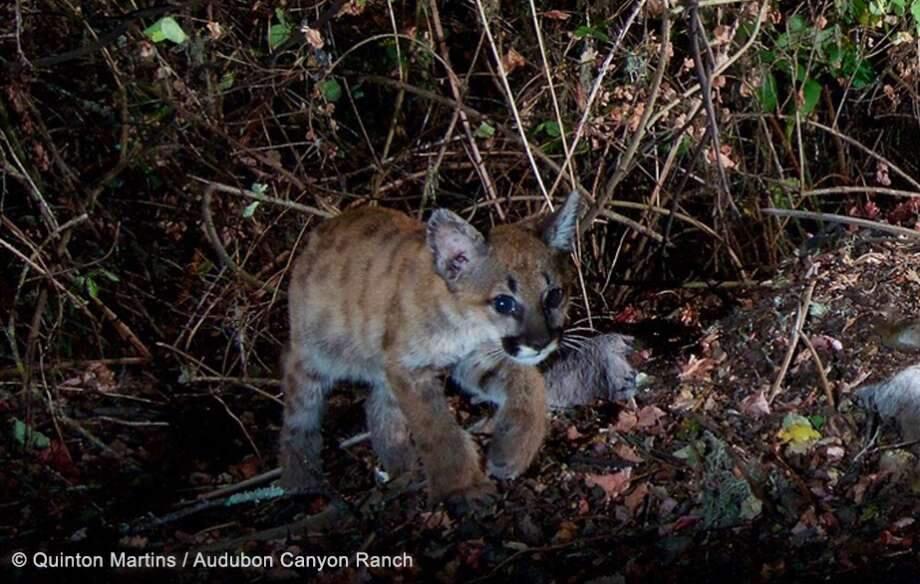 The mountain lion kittens at four months old when they were spotted Aug. 2 in Glen Ellen. (Courtesy/Audubon Canyon Ranch)