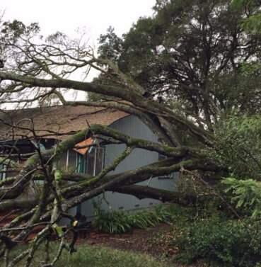 A tree toppled onto a house on Nightingale Drive in Santa Rosa on Sunday, Feb. 3, 2019. (SANTA ROSA FIRE DEPARTMENT/ FACEBOOK)