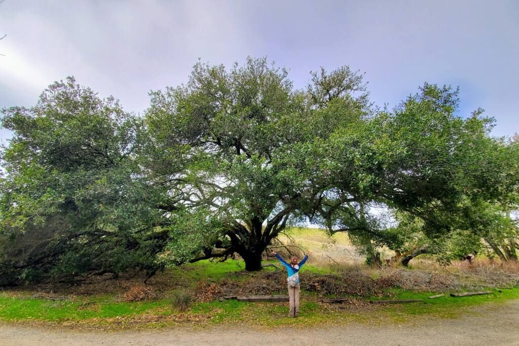 Sudden oak death in California was first documented at the Fairfield Osborn Preserve, overseen by Sonoma State University's Center for Environmental Inquiry. (Kerry Wininger/Center for Environmental Inquiry)