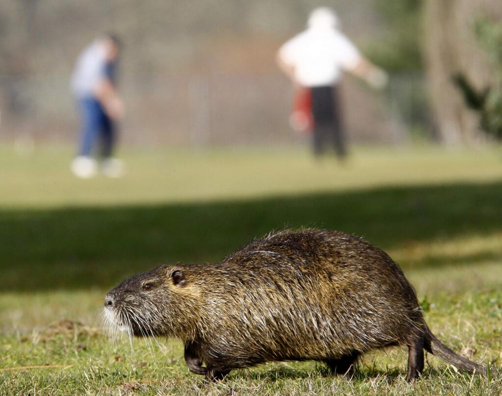 FILE - In this Feb. 5, 2009 file photo a nutria shares the links with golfers at the Stewart Park Golf Course in Roseburg, Ore. California wildlife officials say residents cannot keep an invasive beagle-sized rodent as a pet. The commission says they will discuss adding nutria to a legal list of prohibited pets in Dec. 2019. (Robin Loznak/The News-Review, File)
