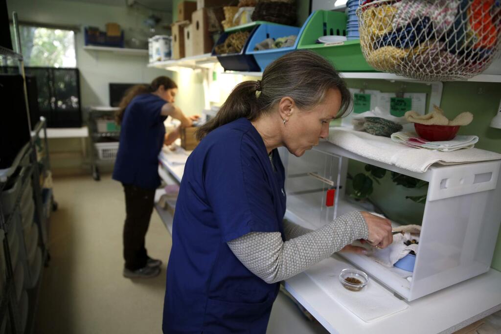 Director Veronica Bowers whistles as she hand feeds Chestnut-backed Chickadees in order to get them to open their mouths in the bird hospital at Native Songbird Care & Conservation in Sebastopol, Tuesday, April 22, 2014. (Beth Schlanker/The Press Democrat file)