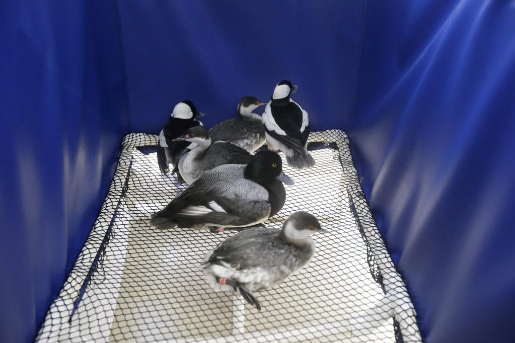 A group of birds huddle in a holding pen after being rescued at International Bird Rescue, Tuesday, Jan. 20, 2015, in Fairfield, Calif. (AP Photo/Marcio Jose Sanchez)