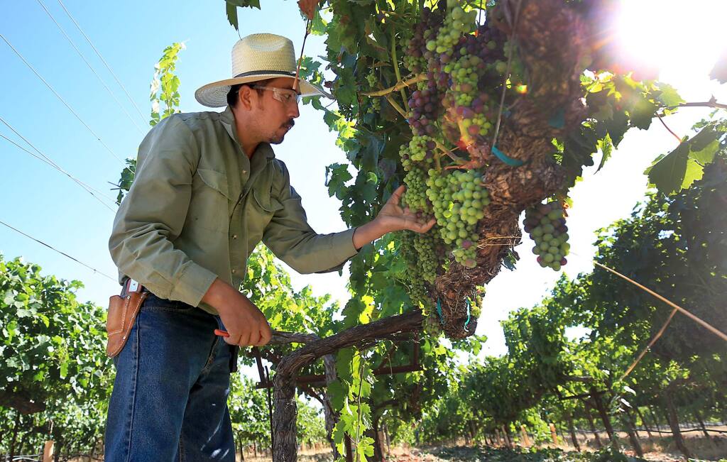 Armando Gonzales thins zinfandel grapes in a vineyard in Healdsburg, Thursday July 27, 2017, as veraison begins. (Kent Porter / Press Democrat) 2017