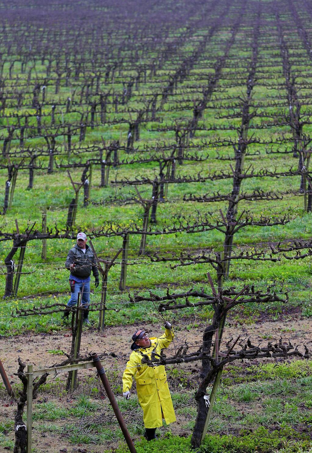 Workers prune vines in a vineyard along River Road across from Korbel Champagne Cellars on Monday, Jan. 11, 2016. (Christopher Chung / The Press Democrat)