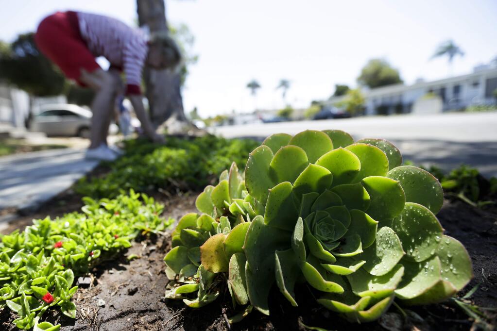 FILE -- In this July 9, 2014 file photo a woman works among drought-tolerant plants in her front yard in San Diego. Water use in San Diego plunged 24 percent in June well past it's target of 16 percent. (AP Photo/Gregory Bull, file)