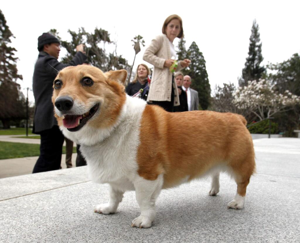 FILE - In this Feb. 15, 2011 file photo, Sutter the dog walks around the east steps of the Capitol as California first lady Anne Gust Brown, background, officially announces that he would remain as the First Family dog while talking with reporters, in Sacramento, Calif. Sutter Brown, the Pembroke Welsh corgi christened California's first dog by his owner Gov. Jerry Brown, has died at age 13. Sutter passed away Friday afternoon, Dec. 30, 2016, at the family ranch in Colusa County, where he was laid to rest. (AP Photo/Rich Pedroncelli, File)