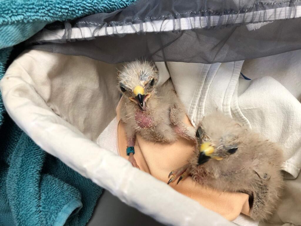 Red-shouldered hawk hatchlings were flown from Sonoma County to San Luis Obispo and a surrogate mother. Photo: Bird Rescue Center
