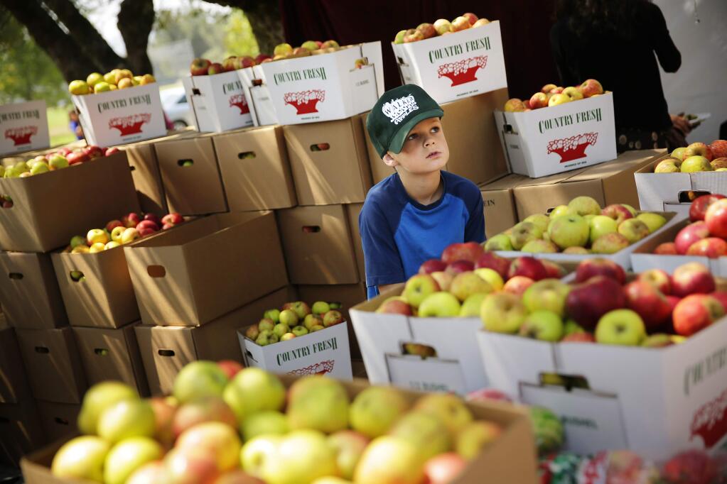 Austin Beckman, 8, helps his family sell their apple from Walker Apple Farm during the Gravenstein Apple Fair in Sebastopol on Saturday, August 8, 2014. (Conner Jay/The Press Democrat)
