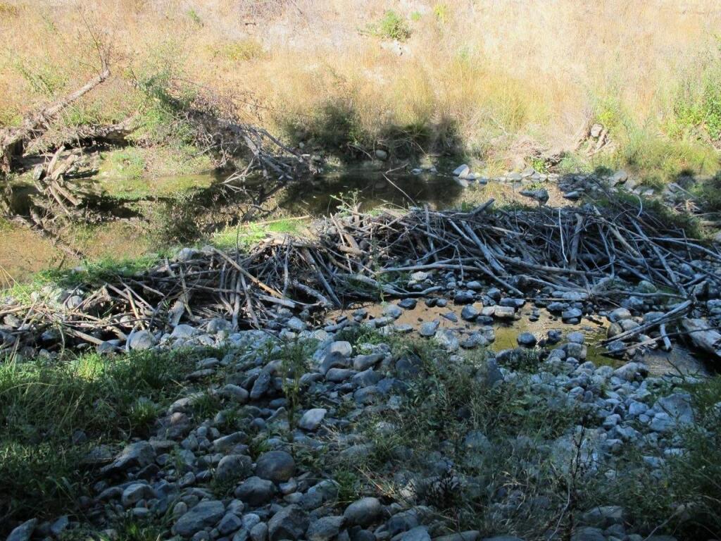Kate Lundquist / OAECConservationists are beginning to recognize the benefits of beaver dams on waterways, like this one on Sonoma Creek.