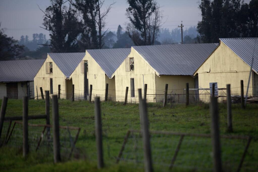 Petaluma Farms on Thursday, January 8, 2015 in Petaluma, California . (BETH SCHLANKER/ The Press Democrat)
