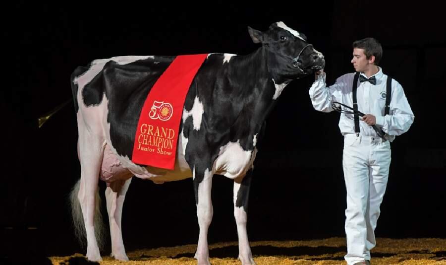 Camille, a 3-year-old Holstein from Penngrove, was recently named supreme champion of the Junior Show at the 2016 World Dairy Expo in Madison, Wisconsin. (Submitted photo)