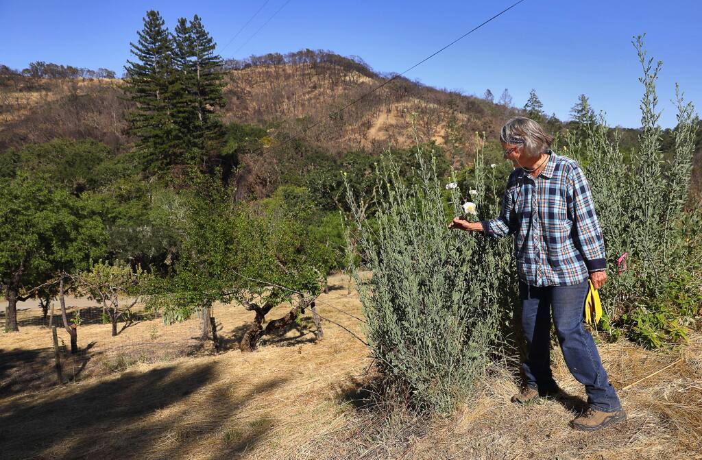 Claudia Zbinden looks at a matilija poppy on Lynn Garric's property, where she lived in a cottage, along Alpine Road, near Santa Rosa on Tuesday, June 19, 2018. (Christopher Chung/ The Press Democrat)