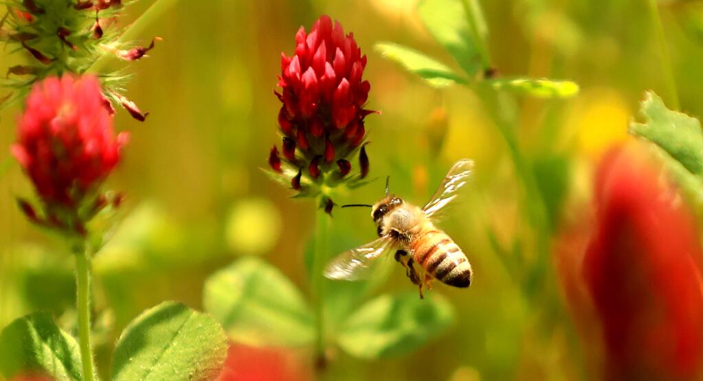 A bee comes in for a landing on crimson clover at the Sonoma Valley Regional Park in Glen Ellen, Tuesday, April 30, 2019. (Kent Porter / The Press Democrat) 2019