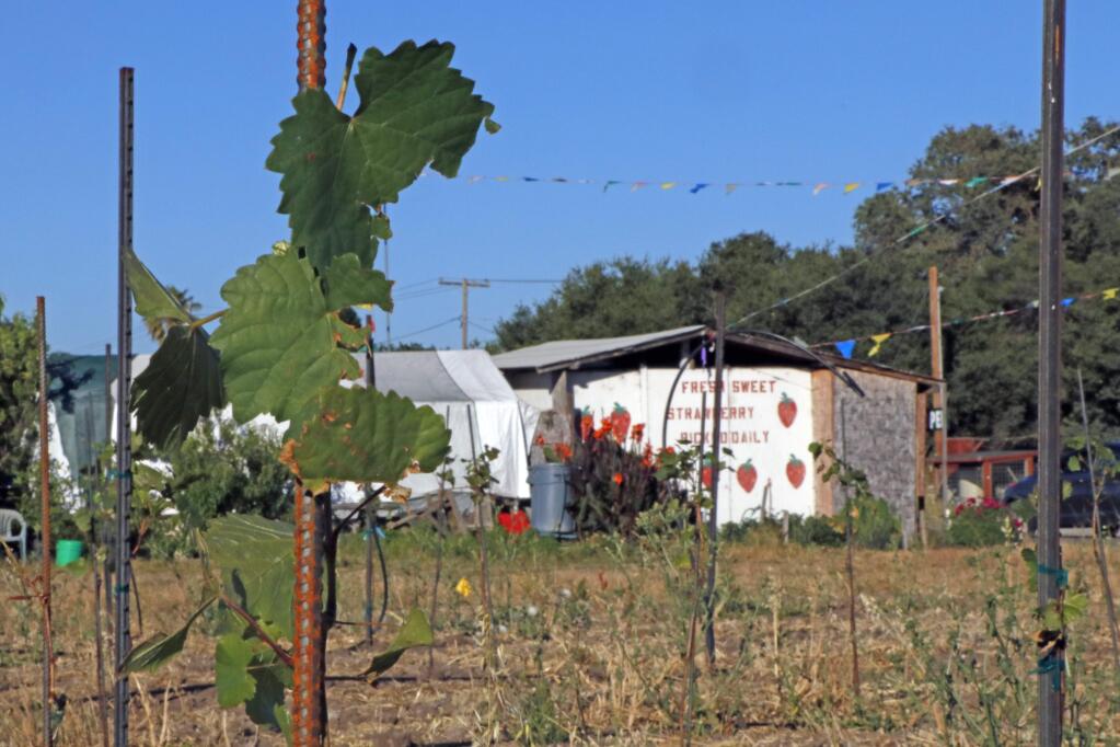 Sam Sebastiani's newest vineyard, Le Gemelle, is being planted in the field adjacent to the Watmaugh Strawberry Patch, at the intersection of Arnold Drive. (Christian Kallen/Index-Tribune)