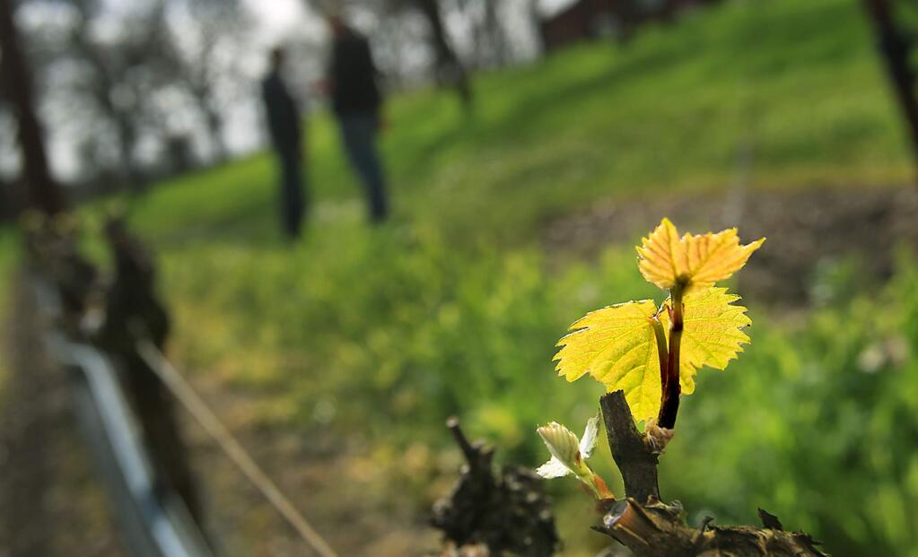 Pinot noir vines break their winter hibernation, Thursday, Feb. 18, 2016, in a vineyard near Windsor, marking the start of the growing season. The near-normal bud break timeframe is tempered by threats of freezing temperatures that could damage the vines. (Kent Porter / Press Democrat)