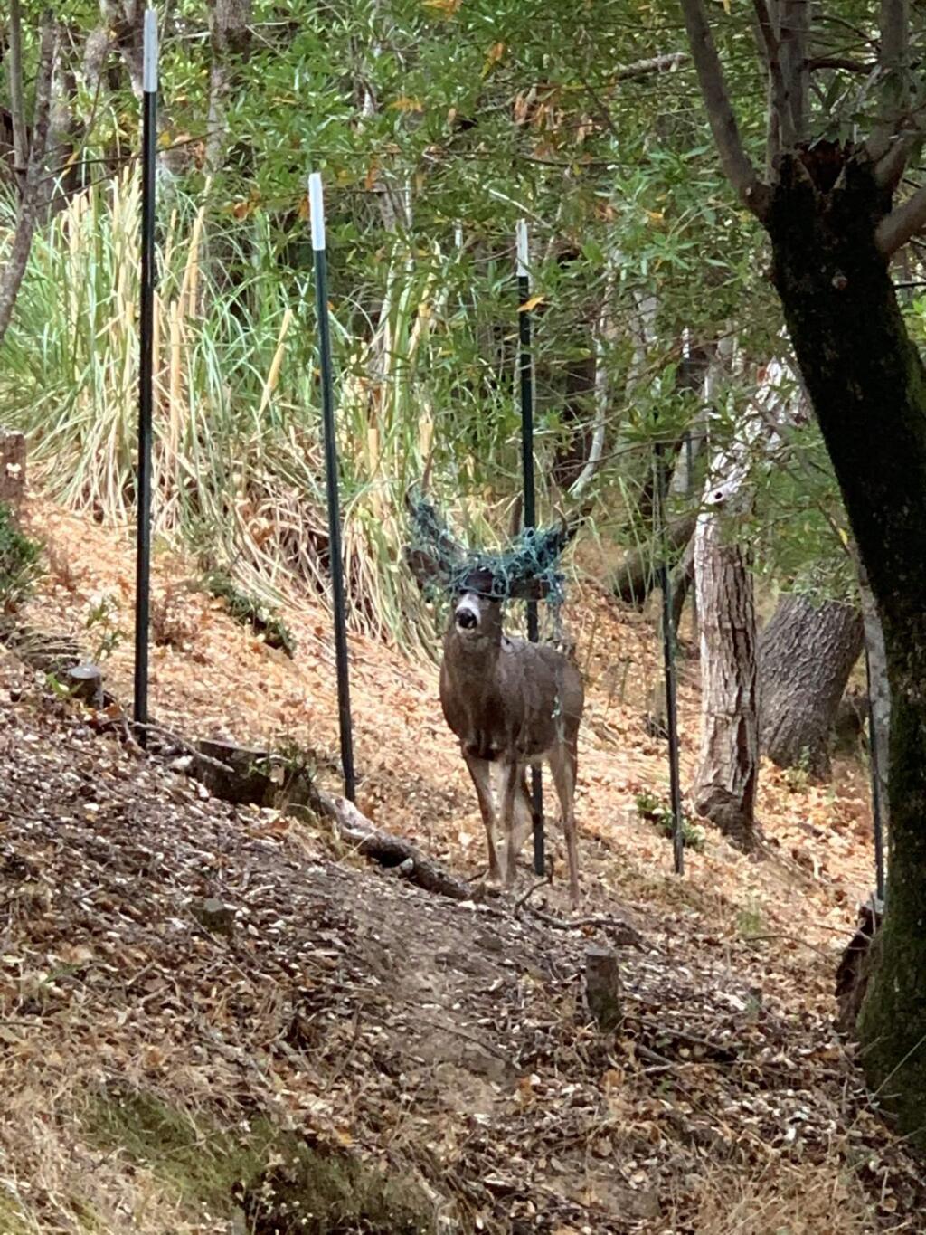 The Marin Humane Society spotted a buck with Christmas lights tangled in his antlers the week of Thanksgiving. Because bucks are hard to catch, the decorations will remain on the animal's antlers until they shed this winter. (Marin Humane/Facebook)