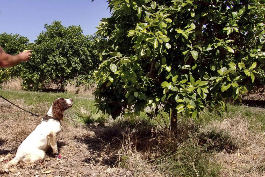 In this April 2016 photo provided by the United States Department of Agriculture, detector canine 'Bello' works in a citrus orchard in Texas, searching for citrus greening disease, a bacteria that is spread by a tiny insect that feeds on citrus trees. (Gavin Poole/USDA via AP)