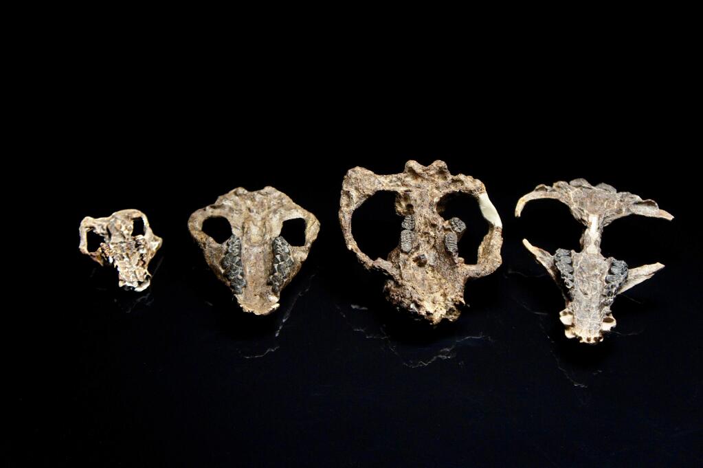 This photo provided by HHMI Tangled Bank Studios in October 2019 shows a collection of four mammal skulls collected from Corral Bluffs, Colo. From left are Loxolophus, Carsioptychus, Taeniolabis, Eoconodon. A trove of fossils has revealed details of how life rebounded after the cataclysm that killed off the dinosaurs. (HHMI Tangled Bank Studios via AP)