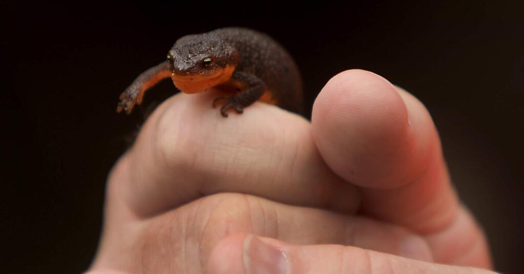 A newt in Mill Creek, Friday, May 25, 2018 part of the wildlife inside the long-planned Mark West Regional Park north and east of Santa Rosa. (Kent Porter / The Press Democrat) 2018