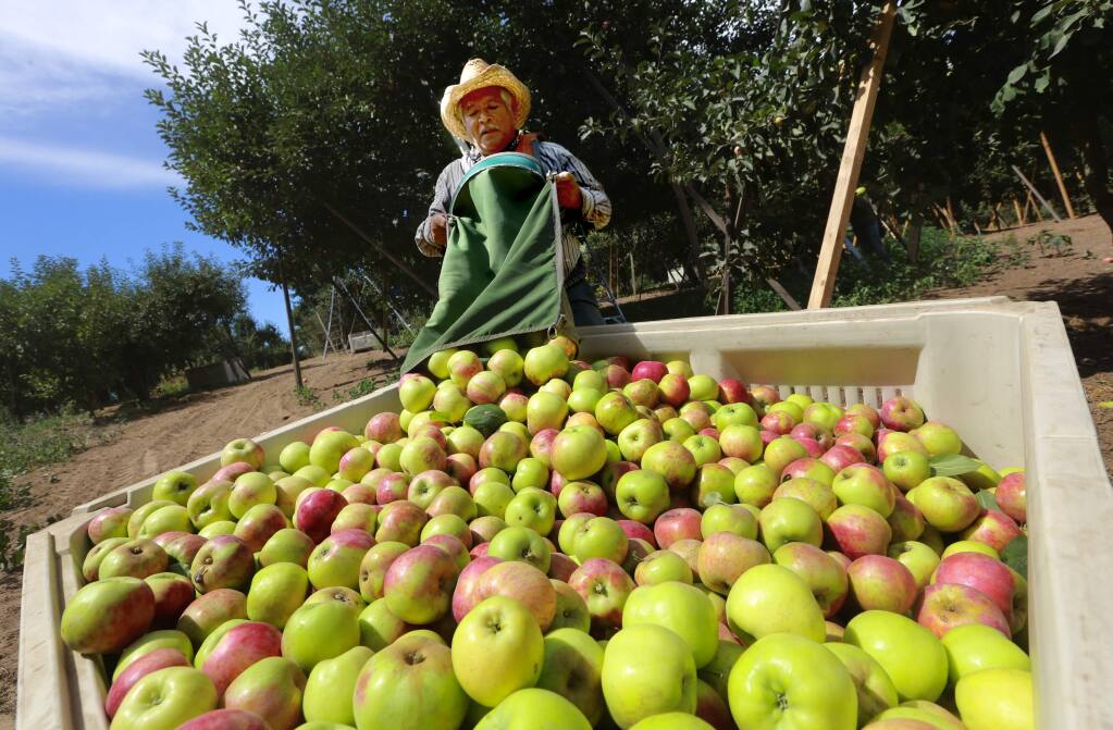 Juan Rodriquez empties his picking bag of Gravenstein apples in an orchard off Sanders Road south of Sebastopol.