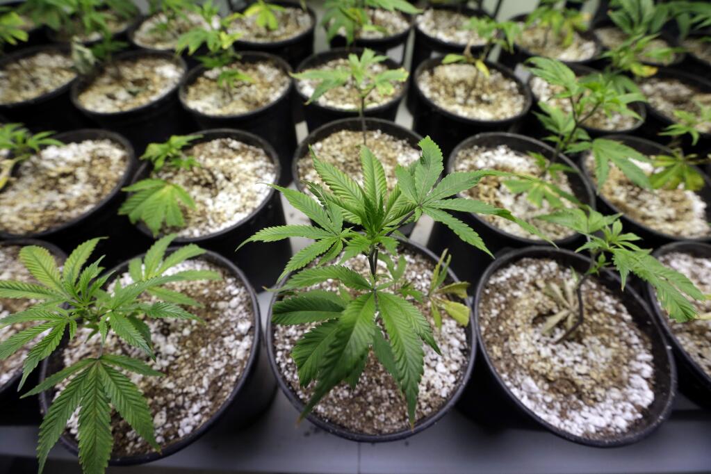 ADDS NAME OF FACILITY In this photo taken Tuesday, Jan. 13, 2015, young plants stand under grow lamps at the Pioneer Production and Processing marijuana growing facility in Arlington, Wash. Washingtonís second-in-the-nation legal marijuana market opened last summer to a dearth of weed, with some stores periodically closed because they didnít have pot to sell and prices were through the roof. Six months later, the equation has flipped, bringing serious growing pains to the new industry. Prices are starting to come down in the stateís licensed pot shops, but due to a glut, growers are struggling to sell their marijuana. (AP Photo/Elaine Thompson)