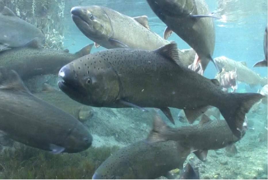 Spring-run salmon were declared threatened in 1999 under the Endangered Species Act and experienced catastrophically low survival in 2021. This news is another blow to California’s salmon stocks and a beleaguered fishing industry impacted by the complete closure of the 2023 commercial fall-run Chinook salmon season.