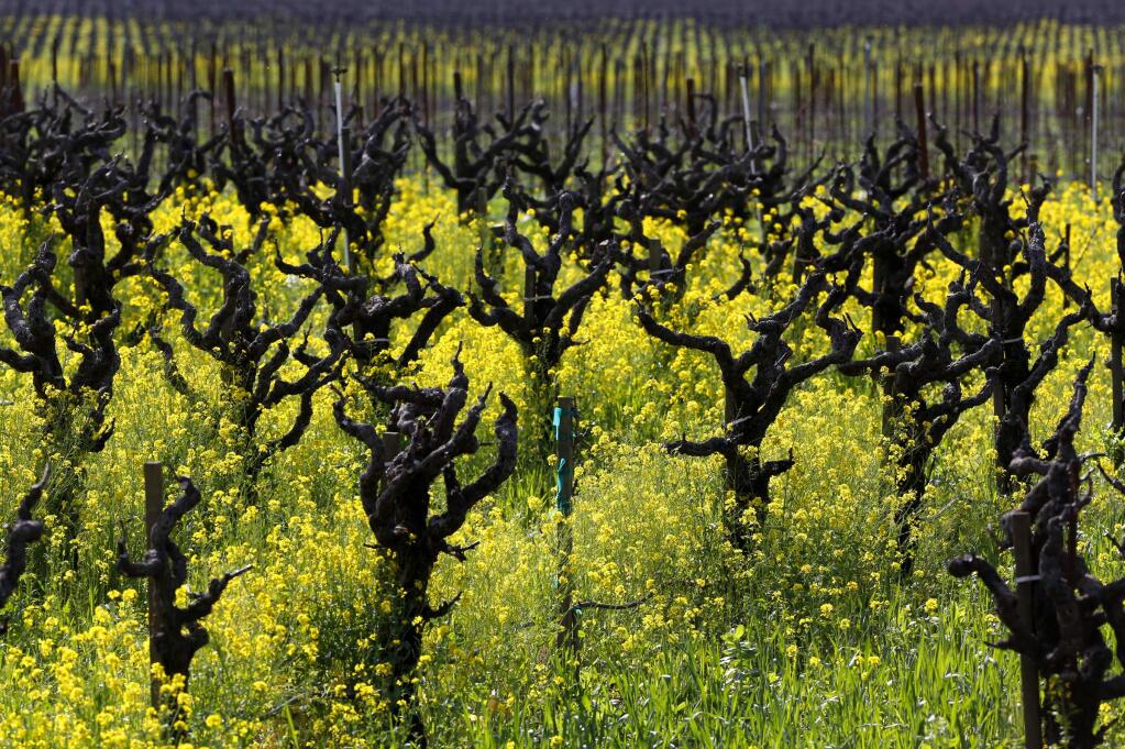 Mustard blooms in a vineyard off Dry Creek Road near Geyserville in 2014. (BETH SCHLANKER/ PD FILE)
