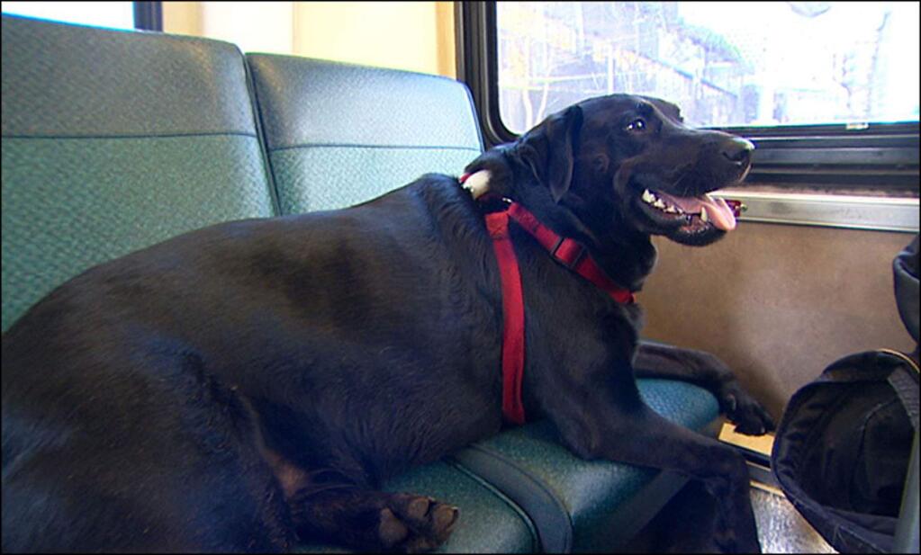 This image provided by KOMO-TV shows Eclipse, a black Labrador. If her owner takes too long finishing his cigarette, and their bus arrives, she climbs aboard solo and rides to her stop, the dog park, to the delight of fellow Seattle bus passengers. (AP Photo/KOMO-TV)