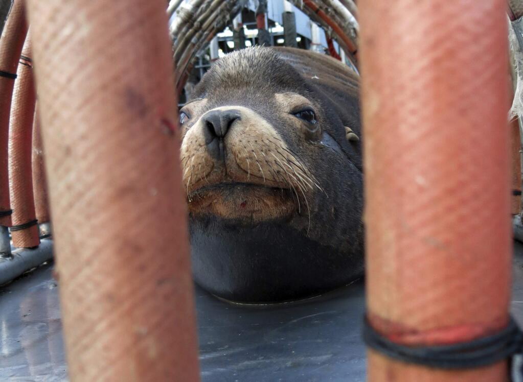 FILE - In this March 14, 2018, file photo, a California sea lion peers out from a restraint nicknamed 'The Squeeze' near Oregon City, Ore., as it is prepared for transport by truck to the Pacific Ocean about 130 miles away. The male sea lion was released south of Newport, Ore., in a program designed to reduce the threat to wild winter steelhead and spring chinook salmon in the Willamette River. Oregon wildlife officials have started killing sea lions that threaten a fragile run of winter steelhead in the Willamette River. The state Department of Fish and Wildlife obtained a federal permit in November to kill up to 93 California sea lions per year below Willamette Falls south of Portland, Oregon Public Broadcasting reported Wednesday, Jan. 9, 2019. (AP Photo/Gillian Flaccus, File)
