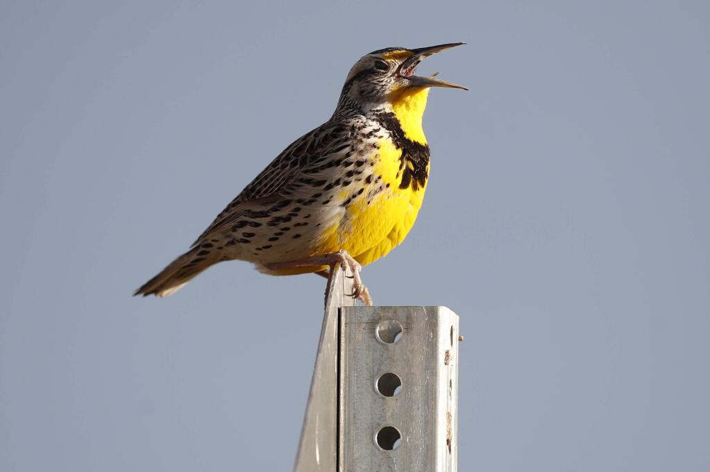 FILE - This April 14, 2019 file photo shows a western meadowlark in the Rocky Mountain Arsenal National Wildlife Refuge in Commerce City, Colo. According to a study released on Thursday, Sept. 19, 2019, North America's skies are lonelier and quieter as nearly 3 billion fewer wild birds soar in the air than in 1970. Some of the most common and recognizable birds are taking the biggest hits, even though they are not near disappearing yet. The population of eastern meadowlarks has shriveled by more than three-quarters with the western meadowlark nearly as hard hit. (AP Photo/David Zalubowski, File)