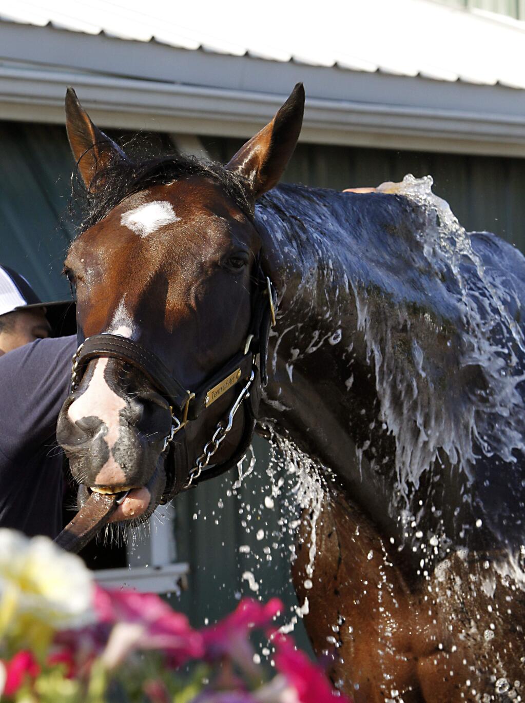 A groom bathes Preakness Stakes entrant Term of Art outside the stakes barn at Pimlico Race Course in Baltimore, Friday, May 19, 2017 following a morning gallop. (AP Photo/Garry Jones)