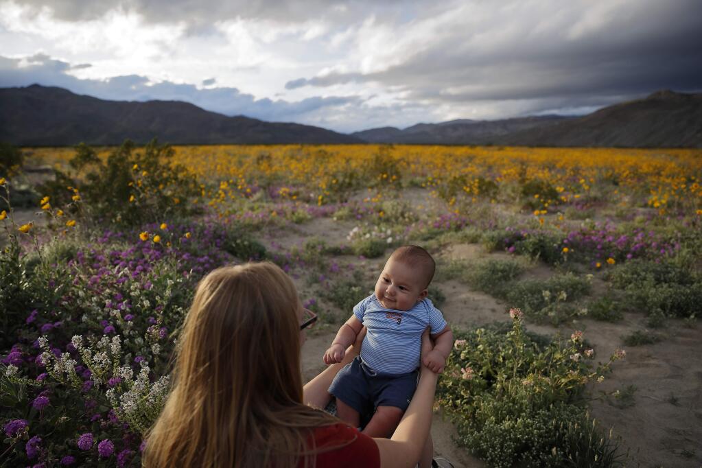 In this Wednesday, March 6, 2019, photo, Rene Garcia holds her three-month-old son Brandon amid wildflowers in bloom near Borrego Springs, Calif. Two years after steady rains sparked seeds dormant for decades under the desert floor to burst open and produce a spectacular display dubbed the 'super bloom,' another winter soaking this year is shaping up to be possibly even better. (AP Photo/Gregory Bull)