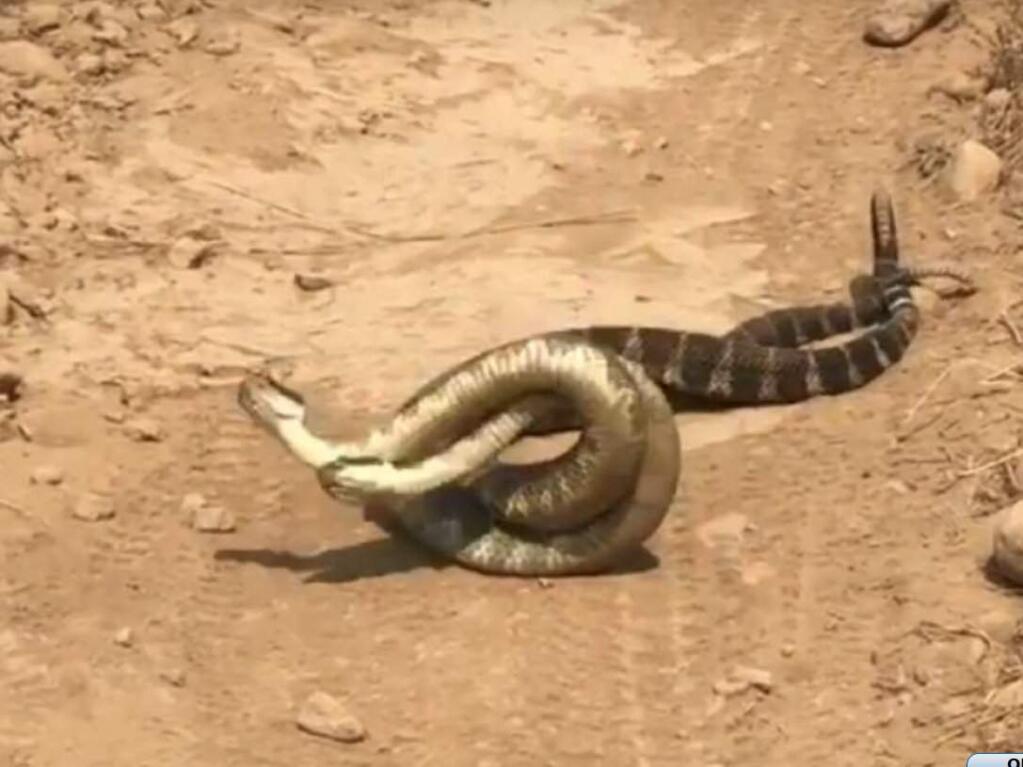 A screenshot of the two feuding snakes in Trione-Annadel State Park from Nicholas Moreda's Facebook video posted on Aug. 9, 2018. (NICHOLAS MOREDA)