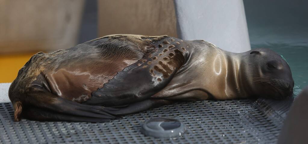 Kelly, a male California sea lion, was rescued in Santa Barbara. The emaciated sea lion was suffering from malnutrition and pneumonia but is now being treated at the Marine Mammal Center in Sausalito, Tuesday, February 3, 2015. (Crista Jeremiason / The Press Democrat)