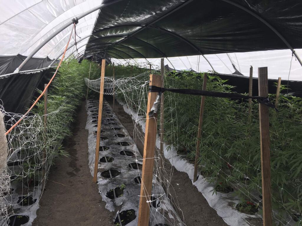 This Wednesday, June 19, 2019, photo released by the Santa Barbara County Sheriff shows an illegal cannabis cultivation site in the City of Santa Maria, in San Luis Obispo County, Calif. Authorities have seized 20 tons of illegal cannabis in a raid that took four days complete following a two-month investigation. The Santa Barbara County Sheriff's Office also says Saturday it destroyed 350,000 cannabis plants from the illegal grow outside Buellton, a city about 140 miles northwest of Los Angeles. Police say the raid began June 17 and it took four days. Authorities say the property owner had not been contacted or found as of Saturday. (SAnta Barbara County Sheriff via AP)