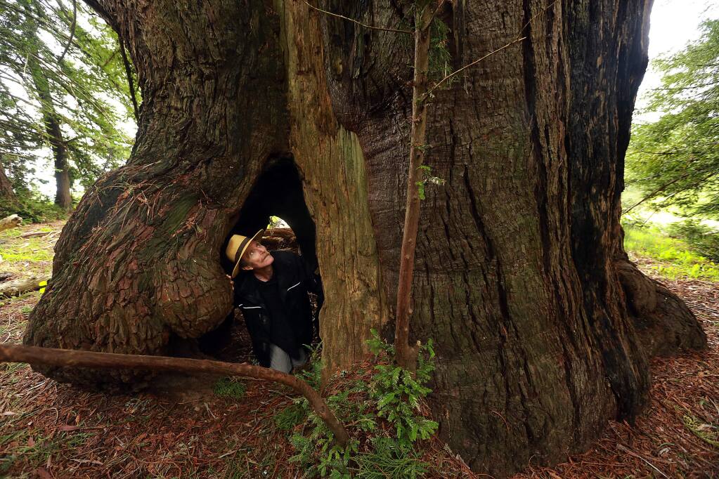 Owner Rip Goelet craws through a redwood tree in the 1420 acre coastal forest property near Stewart's Point. The forest presently offsets 103,000 tons of carbon with credits bought by carbon producing businesses. (Photo by John Burgess/The Press Democrat)