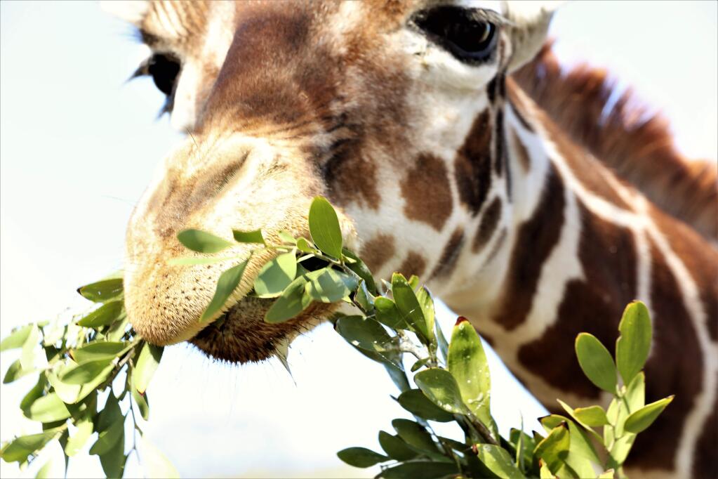 Nikki the giraffe enjoys a snack Sunday February 17th, 2019 as Safari West hosted its 'Rumble in the Jungle' Valentines Day party. The adults-only adventure explored animal courtship at the 400-acre preserve, featuring a private Safari 'Amour' tour and gourmet lunch. (Photos Will Bucquoy/For the Press Democrat)
