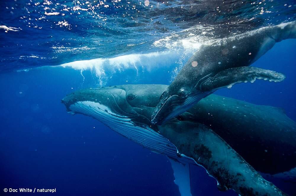 This undated image released by PBS shows a whale and a calf to promote a three-night special called 'Big Blue Live,' starting Aug. 31. The event is a collaboration with the BBC about marine life in California's Monterey Bay. PBS calls it 'one of nature's great reality shows,' made possible by the bay's unique geography and a turnaround from severe pollution that curtailed marine life there for many years. (Doc White/naturepl/PBS via AP)