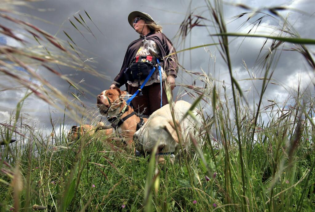 Dog walker Trish Mitchell pauses with her pack amid the tall grasses on the dam at Spring Lake Regional Park on Wednesday, April 14, 2010. (PD FILE)