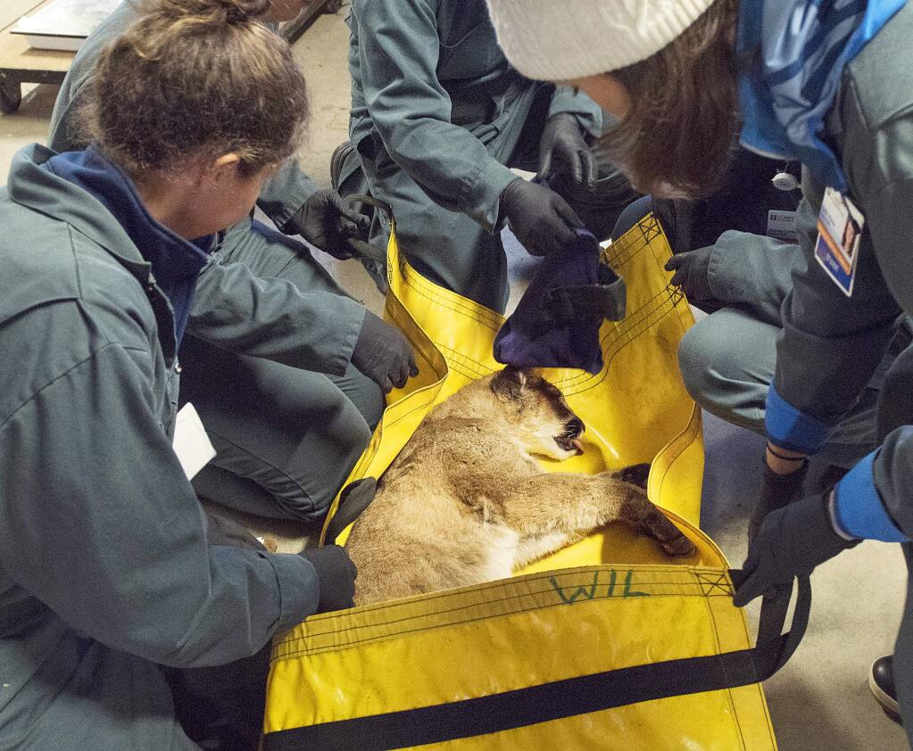 This Jan. 8, 2018 photo released by UC Davis shows staff from the California Department of Fish and Wildlife and the University of California, Davis Veterinary Teaching Hospital tending to an injured 5-month-old mountain lion cub at the CDFW facility in Rancho Cordova, Calif. State officials say the cub, who was rescued from the California wildfires, will go into lifelong confinement at a wildlife-rescue center next week. (Karin Higgins/UC Davis via AP)