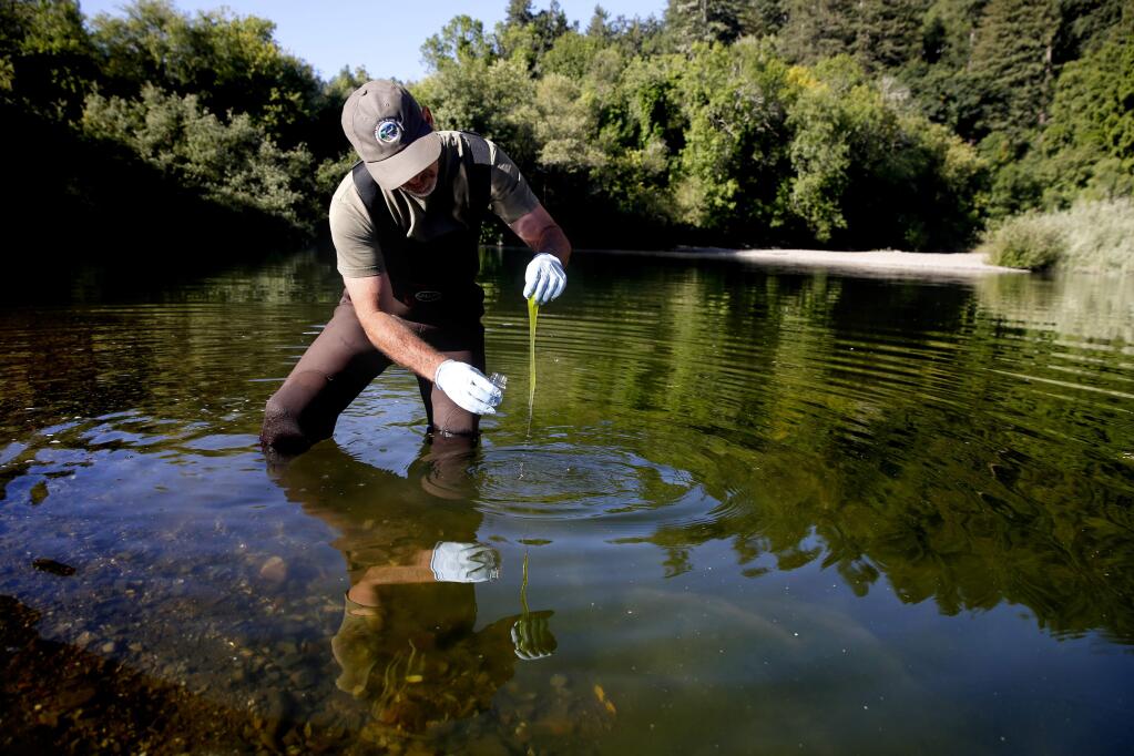 Rich Fadness, the coordinator of the Surface Water Ambient Monitoring Program with the North Coast Regional Water Quality Board, was sampling the Russian River for blue green algae in this 2016 file photograph. (BETH SCHLANKER/The Press Democrat)