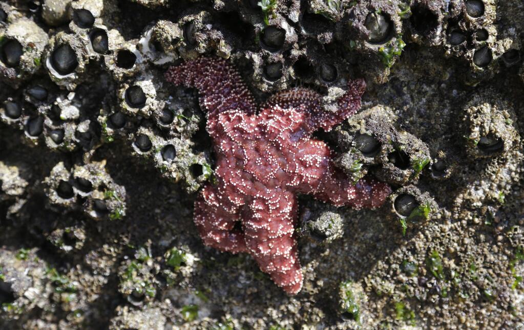 In this photo taken April 9, 2015, a mature sea star clings to a concrete wall surrounded by barnacles on Washingtonís Hood Canal near Poulsbo, Wash. Researchers say that thereís evidence that juvenile sea stars, while not entirely immune, may be less susceptible to a virus fingered as the likely culprit of the sea star wasting disease, a sickness that has devastated about 20 species of sea stars from Alaska to Baja California since it was first reported off the Washington coast in June 2013. (AP Photo/Elaine Thompson)
