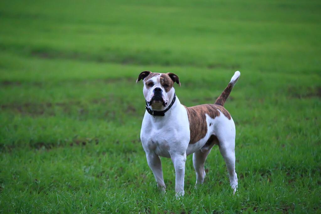 Stock photograph of an American bulldog, similar to the one which attacked two people in Sonoma on Aug. 16. (Shutterstock)