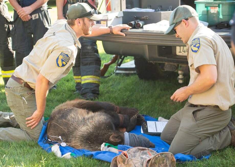 State Fish and Wildlife officers tend to the bear captured on the University of California, Davis campus before taking it away in a trailer on Tuesday, June 4, 2019. (GREGORY URQUIAGA/ UC DAVIS)