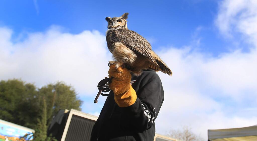Austin Smith, a volunteer with the Bird Rescue Center in Santa Rosa holds a great horned owl at the facility, Friday Feb. 10, 2017. (Kent Porter / Press Democrat) 2017