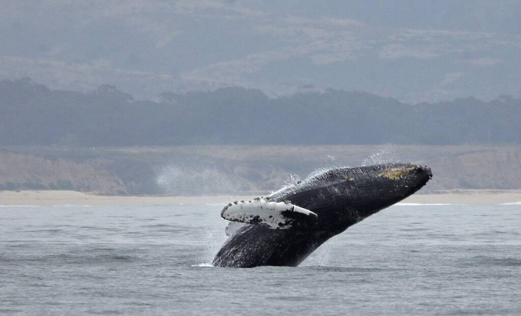 In this Monday, Aug. 7, 2017 photo, a humpback whale breeches off Half Moon Bay, Calif. California's Dungeness crab season has ended but the fishermen who go after Dungeness are back at sea.Commercial fishermen at Half Moon Bay and five other California ports this year are using cellphone GPS to help recover abandoned crabbing gear that can snare and kill whales. (AP Photo/Eric Risberg)