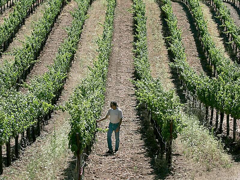 Fetzer vineyards in Hopland.  (Kent Porter / Press Democrat) 2009