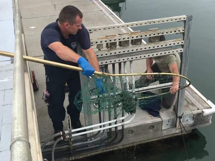A screen grab from a video from Facebook showing the rescue of a raccoon in Bodega Bay on Friday, July 13, 2018. (BODEGA BAY FIREFIGHTERS ASSOCIATION/ FACEBOOK)