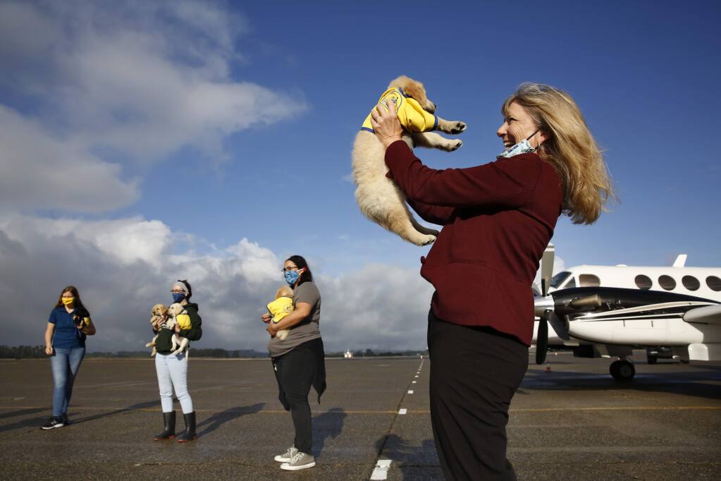 Paige Mazzoni, CEO of Canine Companions for Independence, holds a puppy along with other staff members before the dogs depart on private planes at the Charles M. Schulz–Sonoma County Airport in Santa Rosa, California on Tuesday, May 12, 2020. (BETH SCHLANKER/ The Press Democrat)